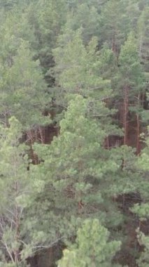 Orman manzarasının dikey görüntüsü, yavaş çekim