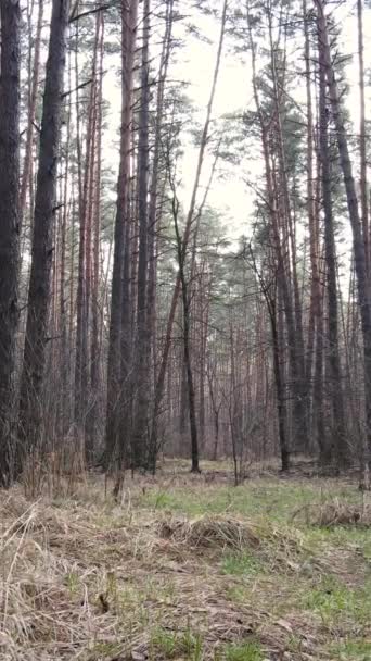 Vertical video of the forest landscape aerial view, slow motion — Stock Video