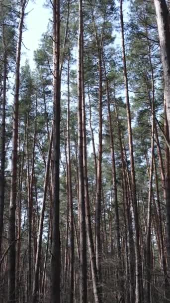 Vídeo vertical de la vista aérea del paisaje forestal, cámara lenta — Vídeos de Stock