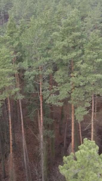 Video vertical al peisajului forestier vedere aeriană, mișcare lentă — Videoclip de stoc