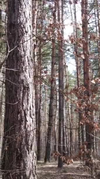 Vertikales Video der Waldlandschaft Luftaufnahme, Zeitlupe — Stockvideo