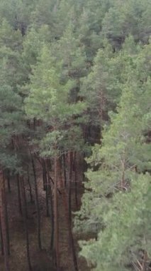 Orman manzarasının dikey görüntüsü, yavaş çekim