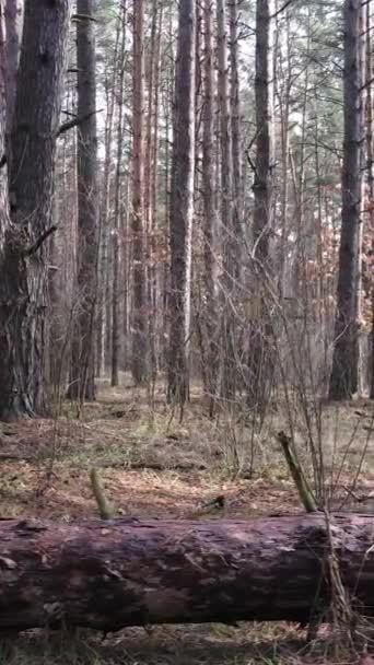 Vertical video of the forest landscape aerial view, slow motion — Stock Video