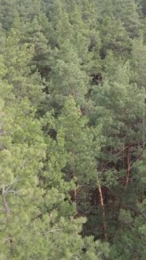 Orman manzarasının dikey görüntüsü, yavaş çekim