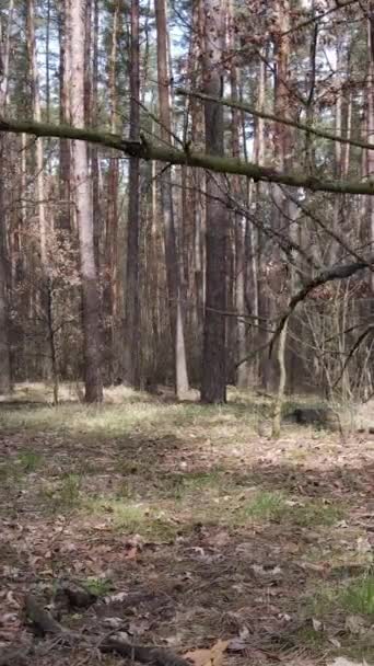 Vídeo vertical de la vista aérea del paisaje forestal, cámara lenta — Vídeos de Stock