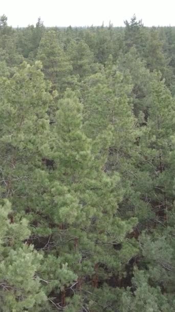 Vidéo verticale du paysage forestier vue aérienne, ralenti