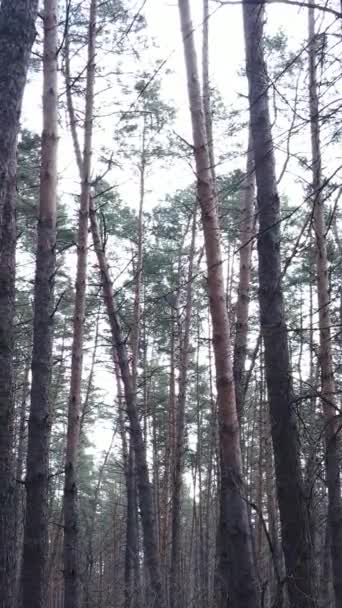 Vertical video of the forest landscape aerial view, slow motion — Stock Video