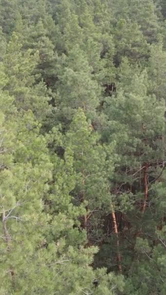 Vidéo verticale du paysage forestier vue aérienne, ralenti