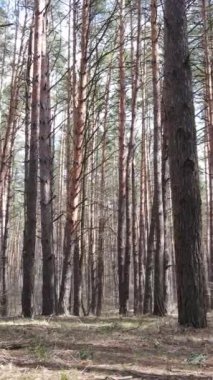 Orman manzarasının dikey görüntüsü, yavaş çekim