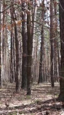 Orman manzarasının dikey görüntüsü, yavaş çekim