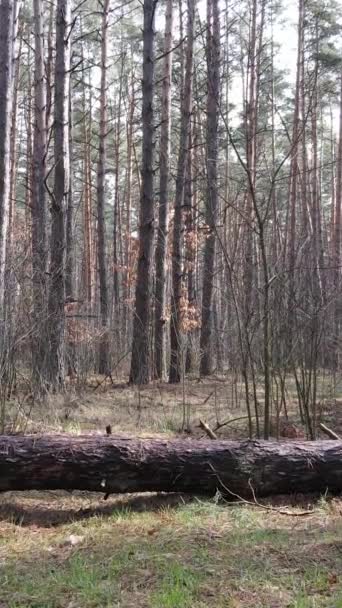 Vertical video of the forest landscape aerial view, slow motion — Stock Video