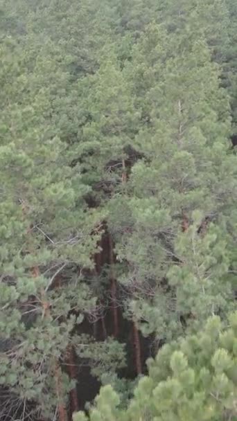 Vidéo verticale du paysage forestier vue aérienne, ralenti