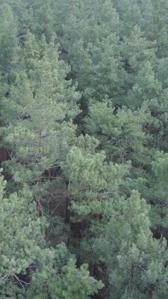Vidéo verticale du paysage forestier vue aérienne, ralenti