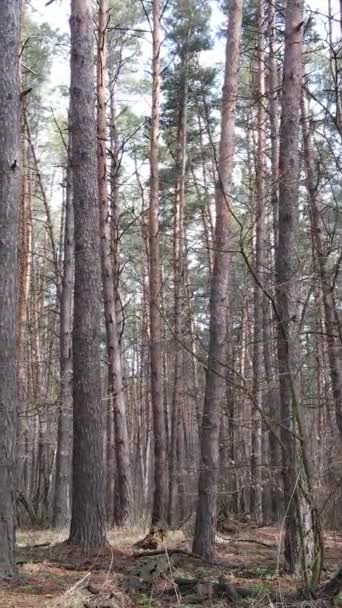 Vídeo vertical de la vista aérea del paisaje forestal, cámara lenta — Vídeo de stock