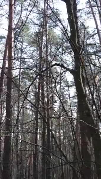 Vidéo verticale du paysage forestier vue aérienne, ralenti — Video