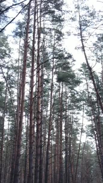 Vertical video of the forest landscape aerial view, slow motion — Stock Video