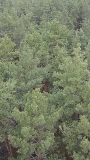 Vidéo verticale du paysage forestier vue aérienne, ralenti