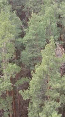 Orman manzarasının dikey görüntüsü, yavaş çekim