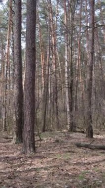 Orman manzarasının dikey görüntüsü, yavaş çekim