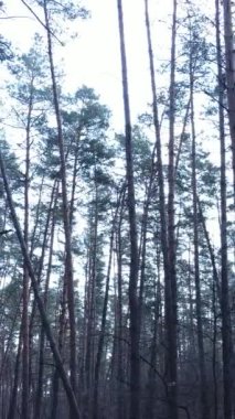 Orman manzarasının dikey görüntüsü, yavaş çekim