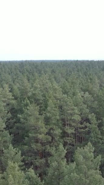 Vidéo verticale du paysage forestier vue aérienne, ralenti
