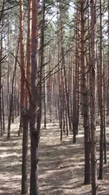 Orman manzarasının dikey görüntüsü, yavaş çekim