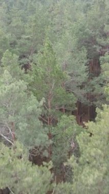 Orman manzarasının dikey görüntüsü, yavaş çekim