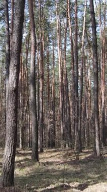 Orman manzarasının dikey görüntüsü, yavaş çekim