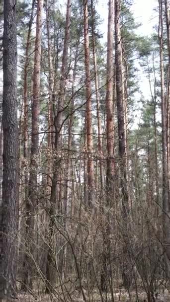 Vertikales Video der Waldlandschaft Luftaufnahme, Zeitlupe — Stockvideo