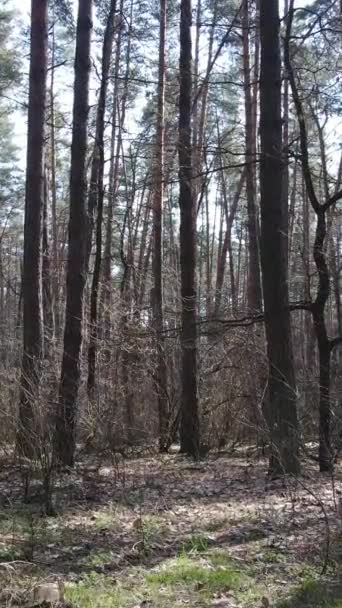 Vertikales Video der Waldlandschaft Luftaufnahme, Zeitlupe — Stockvideo