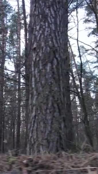 Vidéo verticale du paysage forestier vue aérienne, ralenti
