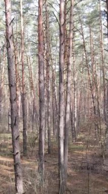 Orman manzarasının dikey görüntüsü, yavaş çekim