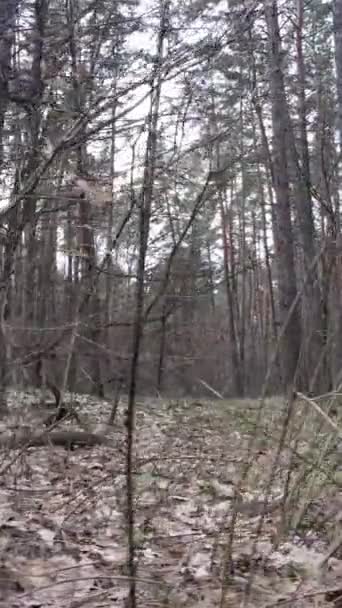 Vidéo verticale du paysage forestier vue aérienne, ralenti