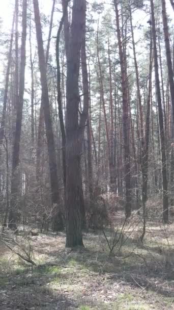 Вертикальное видео лесного пейзажа с воздуха, замедленная съемка — стоковое видео