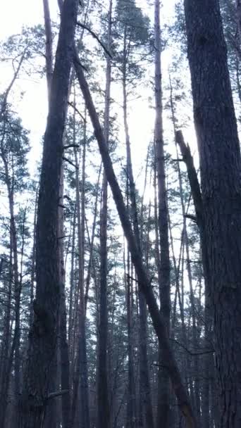 Vertical video of the forest landscape aerial view, slow motion — Stock Video