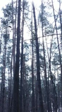 Orman manzarasının dikey görüntüsü, yavaş çekim