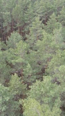 Orman manzarasının dikey görüntüsü, yavaş çekim