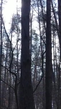 Orman manzarasının dikey görüntüsü, yavaş çekim