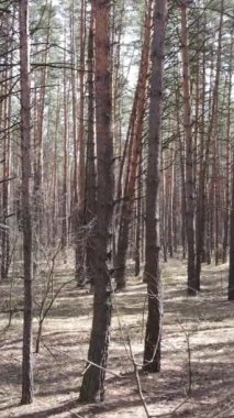 Orman manzarasının dikey görüntüsü, yavaş çekim