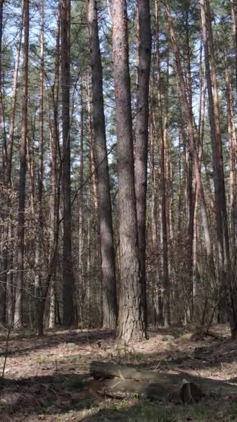 Vídeo vertical da paisagem florestal vista aérea, câmera lenta — Vídeo de Stock