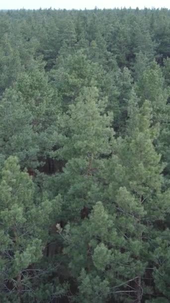 Vidéo verticale du paysage forestier vue aérienne, ralenti