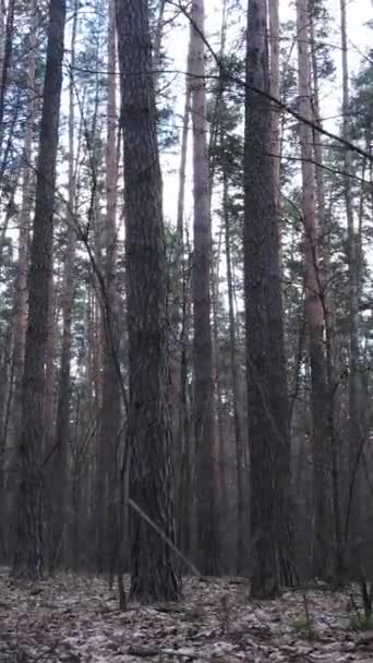 Vídeo vertical de la vista aérea del paisaje forestal, cámara lenta — Vídeos de Stock