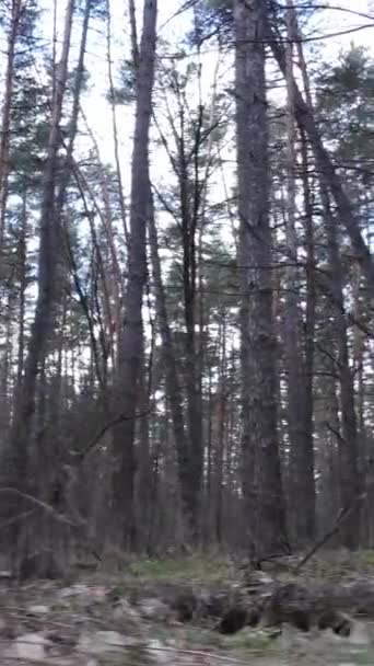 Vidéo verticale du paysage forestier vue aérienne, ralenti