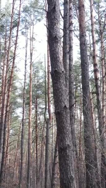 Vertical video of the forest landscape aerial view, slow motion — Stock Video