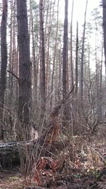 Vidéo verticale du paysage forestier vue aérienne, ralenti