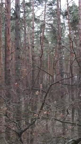 Vertical video of the forest landscape aerial view, slow motion — Stock Video