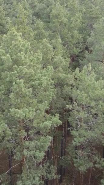 Vidéo verticale du paysage forestier vue aérienne, ralenti