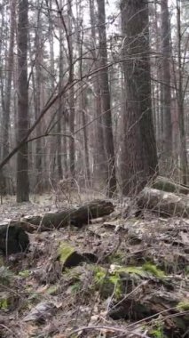 Orman manzarasının dikey görüntüsü, yavaş çekim