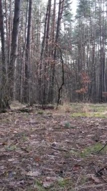 Öğleden sonra çam ormanının dikey videosu