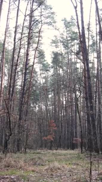 下午松树林的垂直录像 — 图库视频影像